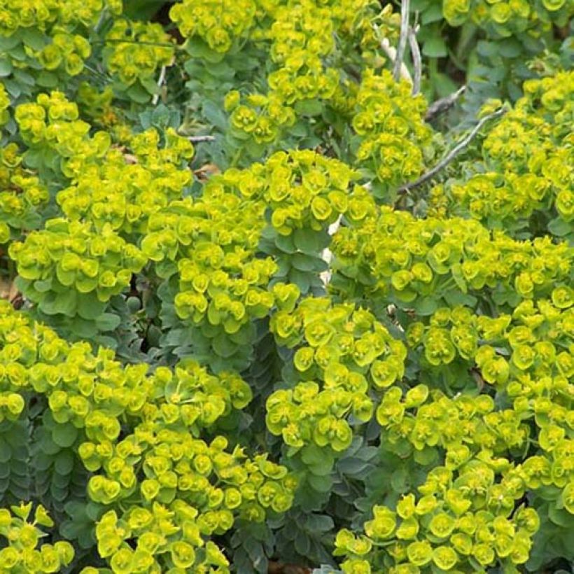 Euphorbia myrsinites - Euforbia de hoja de mirto (Porte)