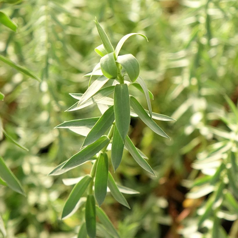 Euphorbia pithyusa subsp. cupanii Ponte Leccia - Lechetrezna (Follaje)