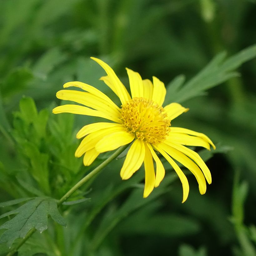 Euryops chrysanthemoides Sonnenschein - Margarita amarilla (Floración)