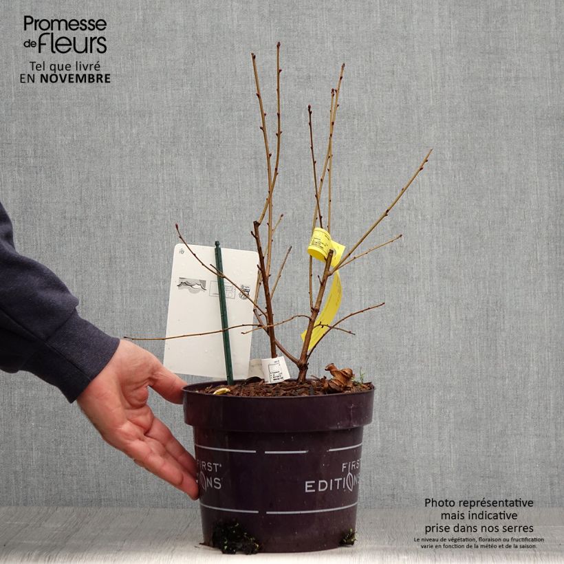 Ejemplar de Exochorda Lotus Moon - Exochorde hybride - Arbre aux perles en pot de 3L/4L entregado en otoño