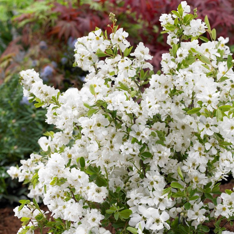 Exochorda racemosa Niagara (Floración)