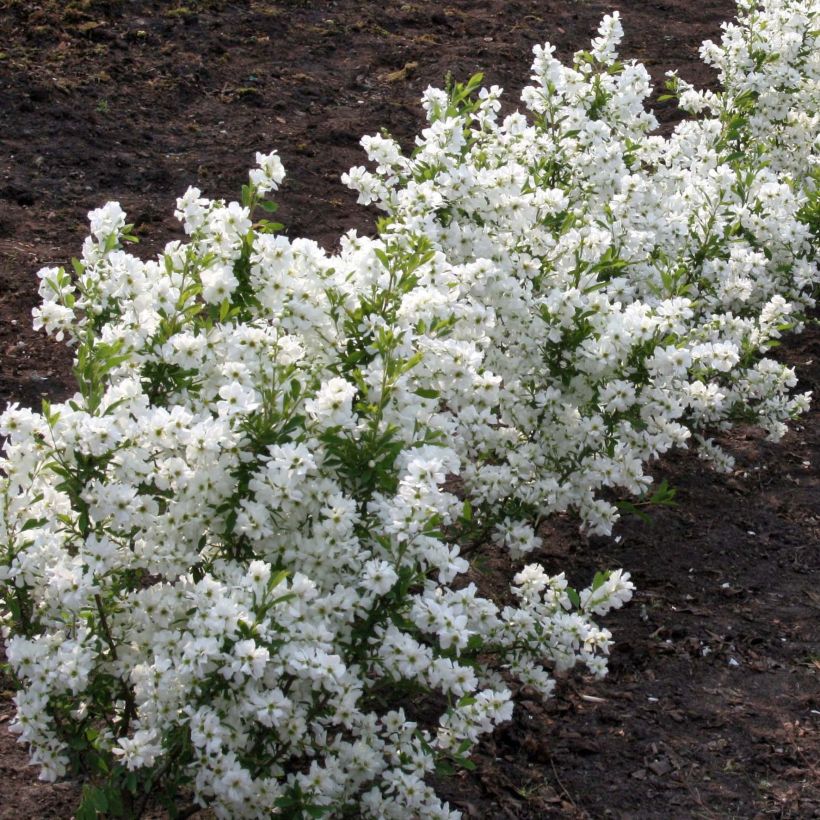 Exochorda racemosa Niagara (Porte)