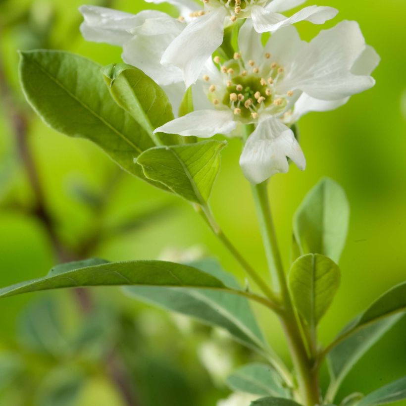 Exochorda racemosa Niagara (Follaje)