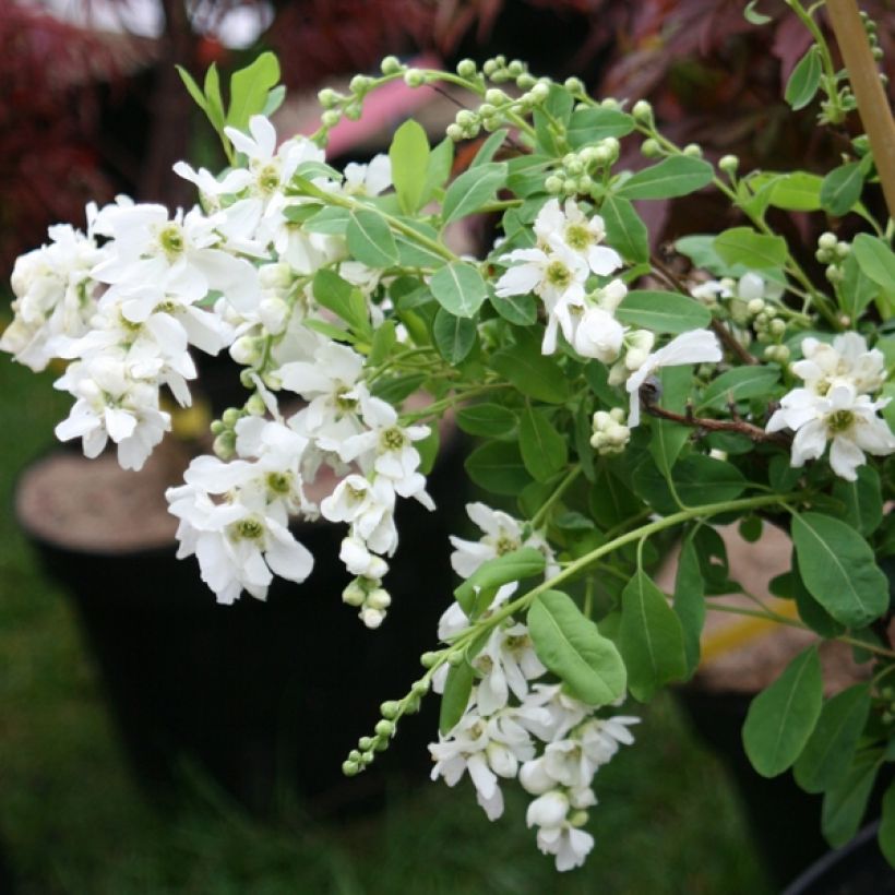 Exochorda macrantha The Bride (Porte)