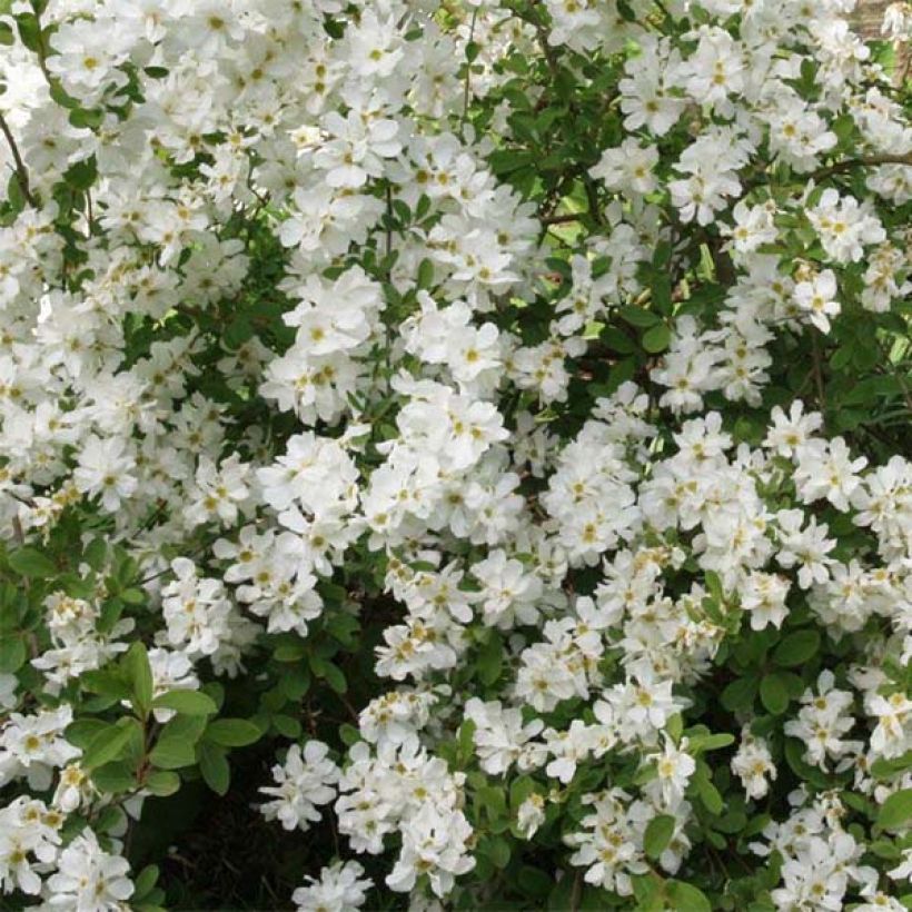 Exochorda macrantha The Bride (Floración)