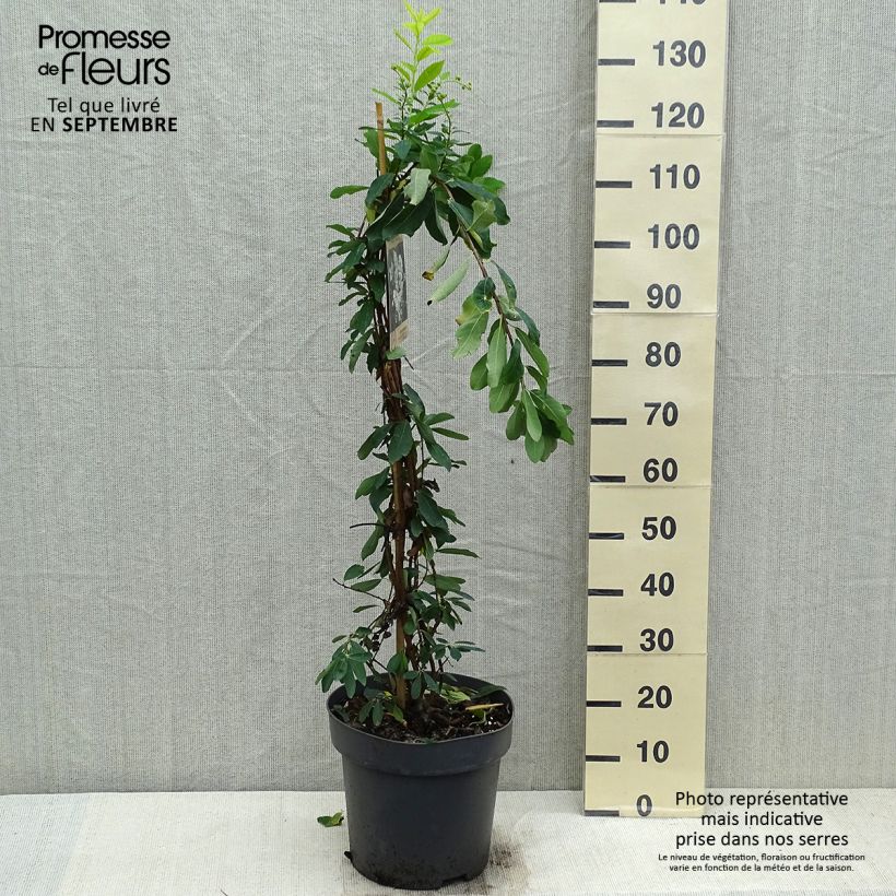 Ejemplar de Exochorda x macrantha The Bride en pot de 12L/15L entregado en otoño