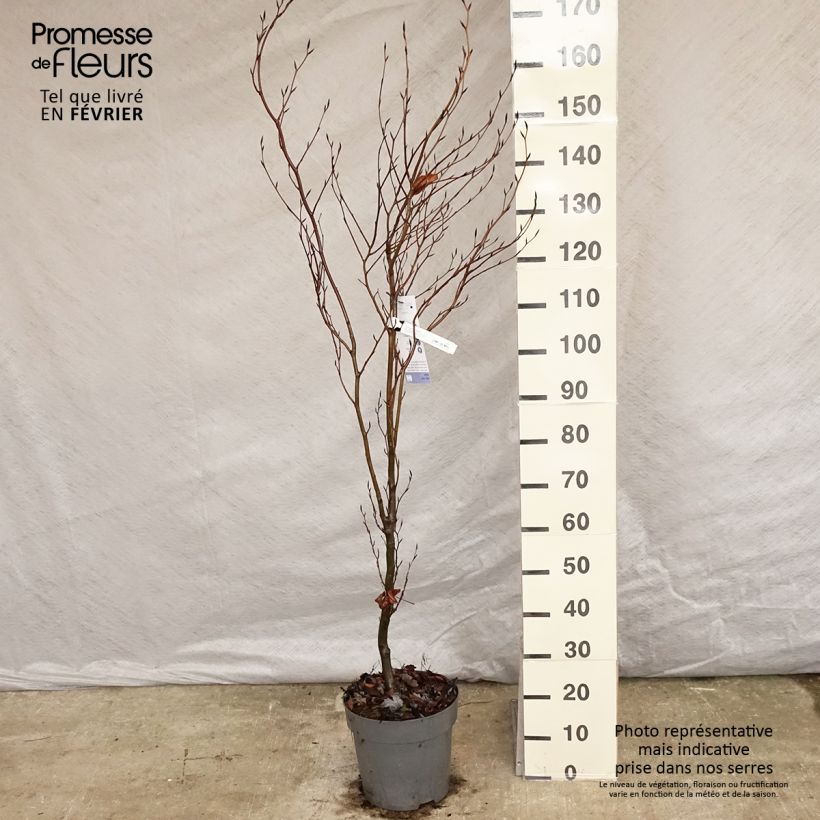 Fagus sylvatica Dawyck - Hêtre fastigié Pot de 10L Ejemplar entregado en invierno