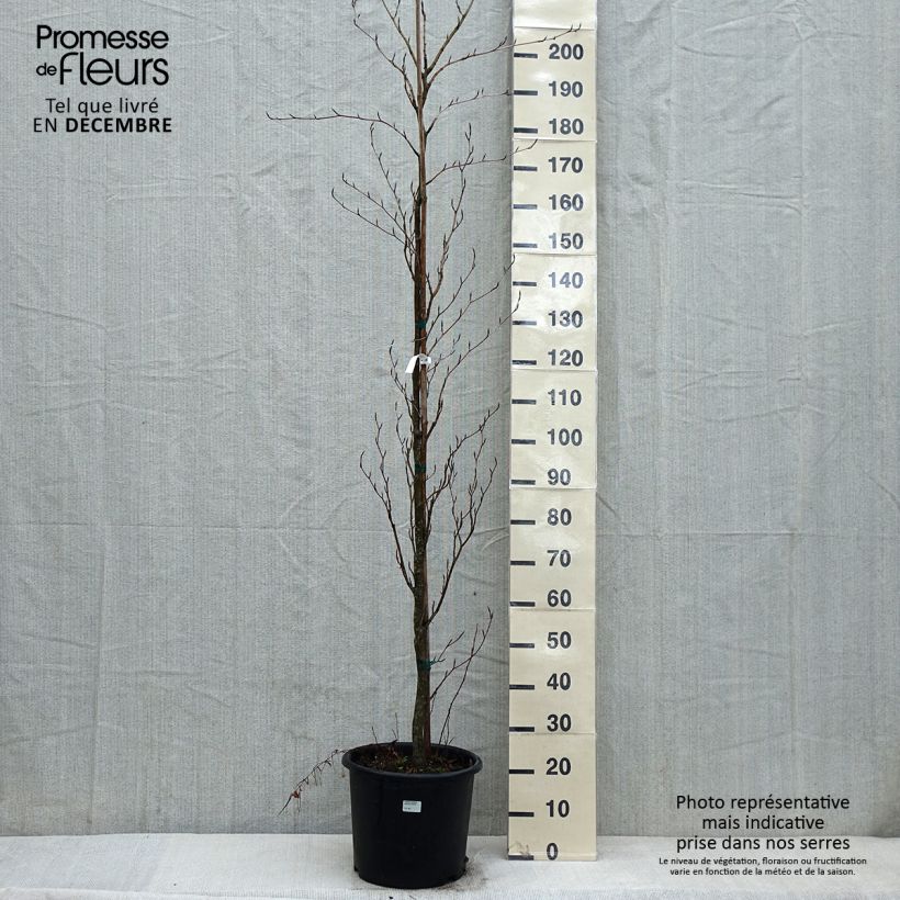 Fagus sylvatica Dawyck Purple - Hêtre fastigié pourpre en pot de 12L/15L Ejemplar entregado en invierno