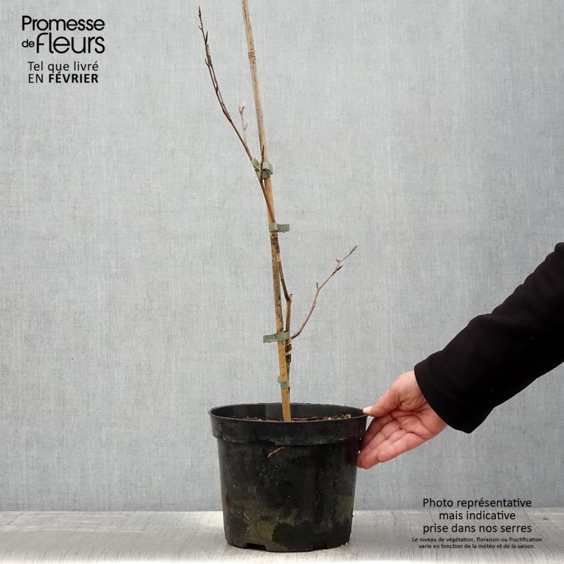 Fagus sylvatica f. suentelensis - Hêtre tortillard - Pot de 4L/5L Ejemplar entregado en invierno