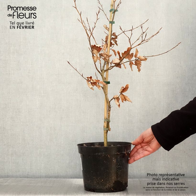 Fagus sylvatica Marmor Star - Hêtre panaché - Pot de 4L/5L Ejemplar entregado en invierno