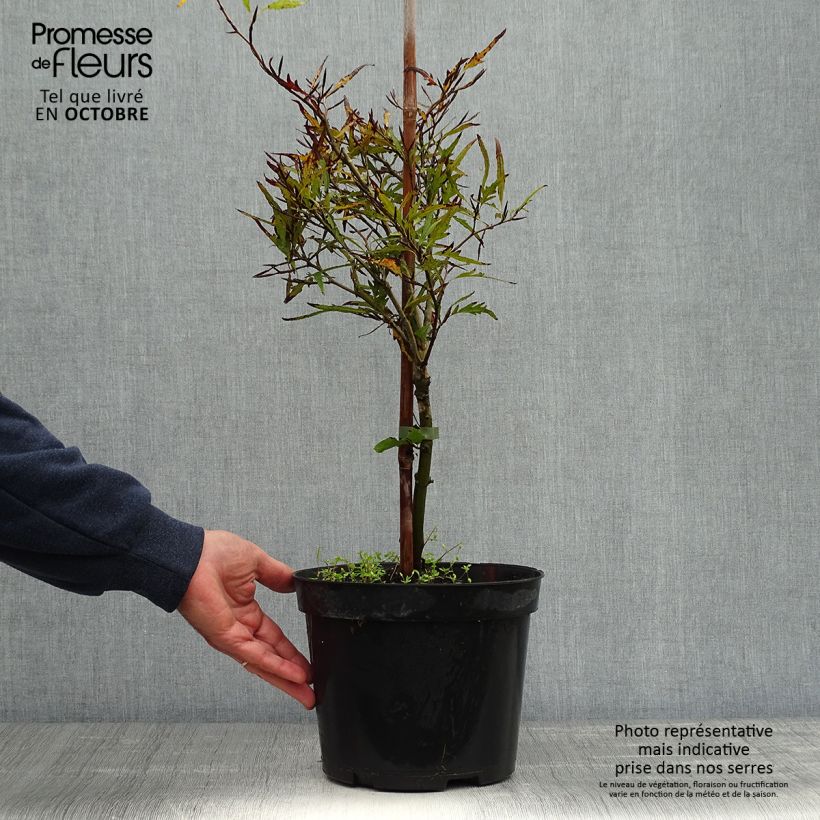 Ejemplar de Fagus sylvatica Mercedes - Hêtre nain Pot de 4L/5L entregado en otoño