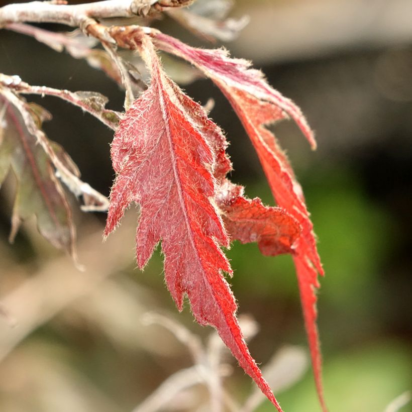 Haya común Midnight Feather - Fagus sylvatica (Follaje)