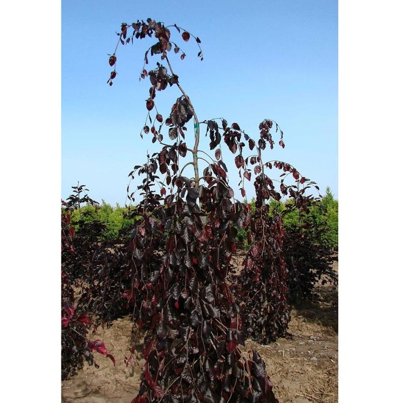 Haya común Purple Fountain - Fagus sylvatica (Porte)