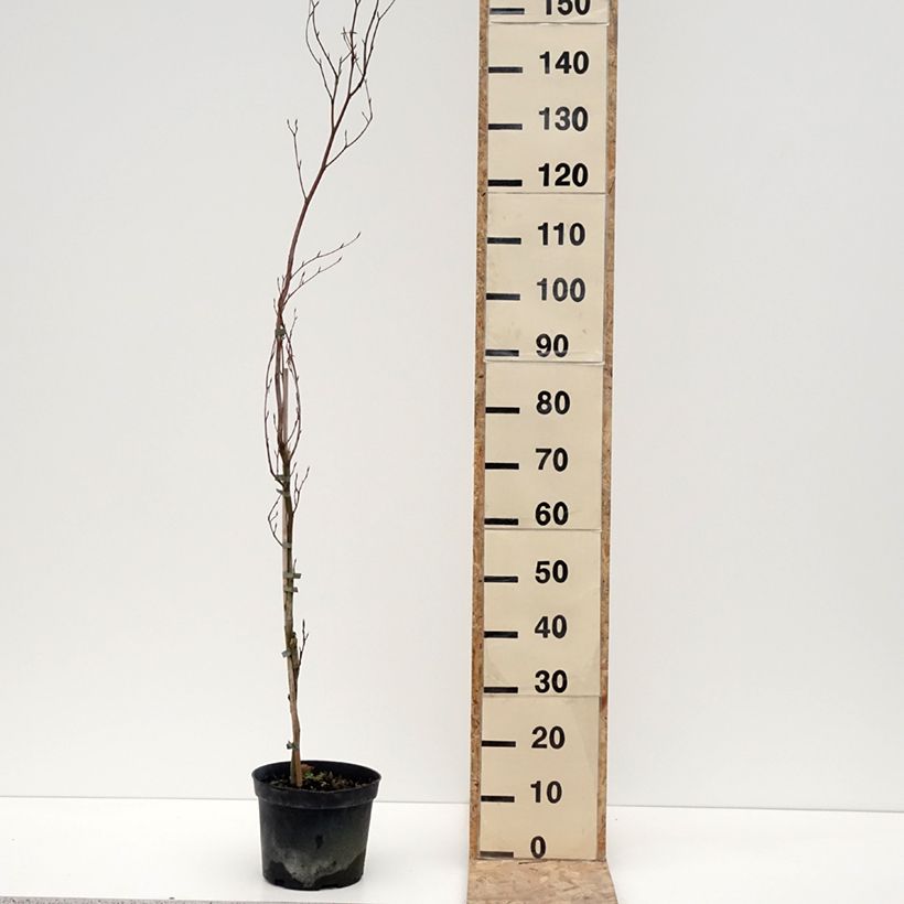 Haya común Rohan Minaret - Fagus sylvatica Maceta 4L/5LAltura de entrega aprox. 60/80cm Ejemplar entregado en invierno