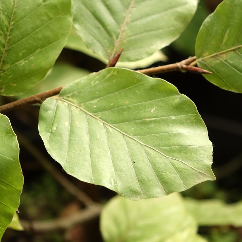 Haya común Rolf Marquardt - Fagus sylvatica (Follaje)