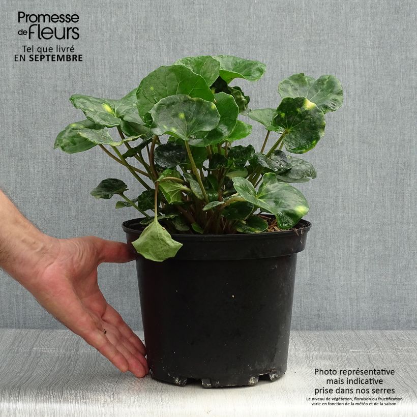 Ejemplar de Farfugium japonicum Aureomaculatum - Plante Panthère. Pot de 3L/4L entregado en otoño