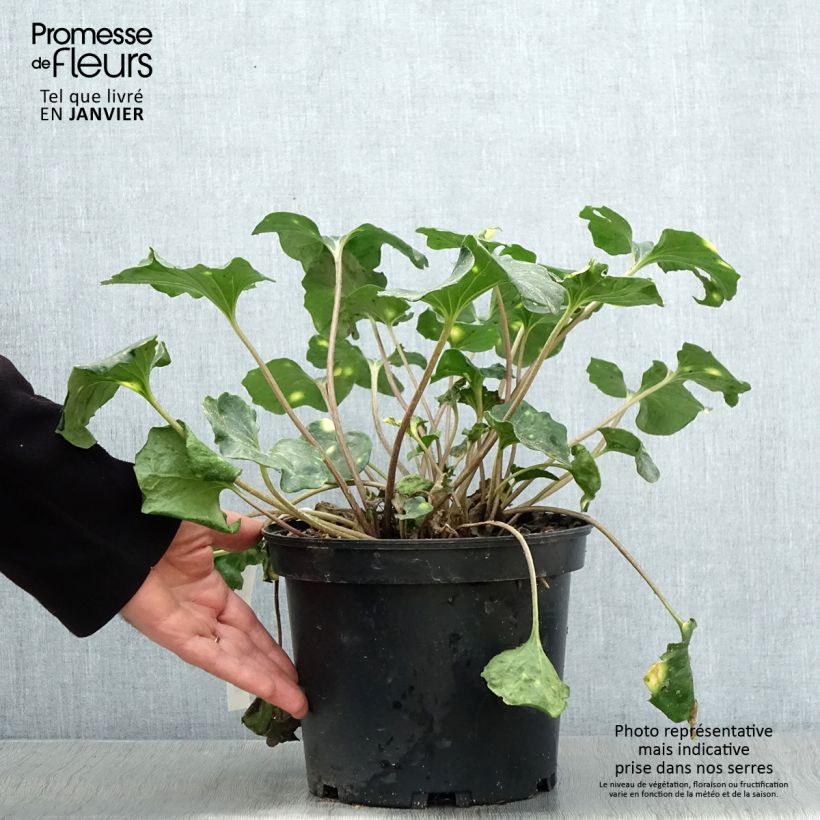 Farfugium japonicum Aureomaculatum - Plante Panthère. Pot de 3L/4L Ejemplar entregado en invierno