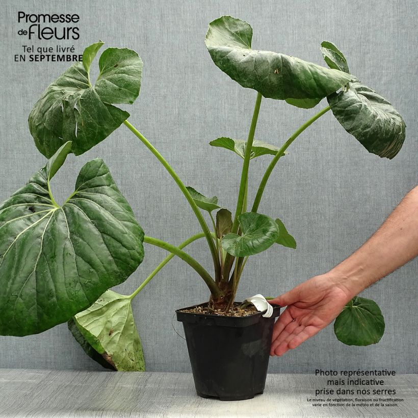 Ejemplar de Farfugium japonicum Gigantea - Plante Panthère géante. Pot de 3L/4L entregado en otoño