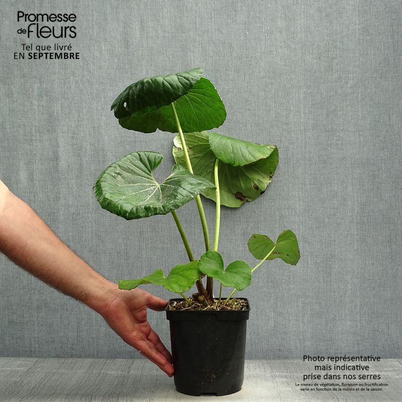 Ejemplar de Farfugium japonicum - Plante panthère Pot de 3L/4L entregado en otoño