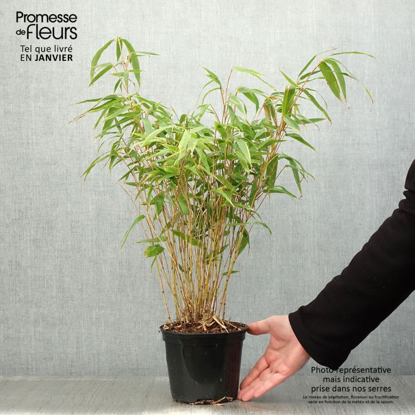 Fargesia robusta Formidable pot de 1.5L/2L Ejemplar entregado en invierno