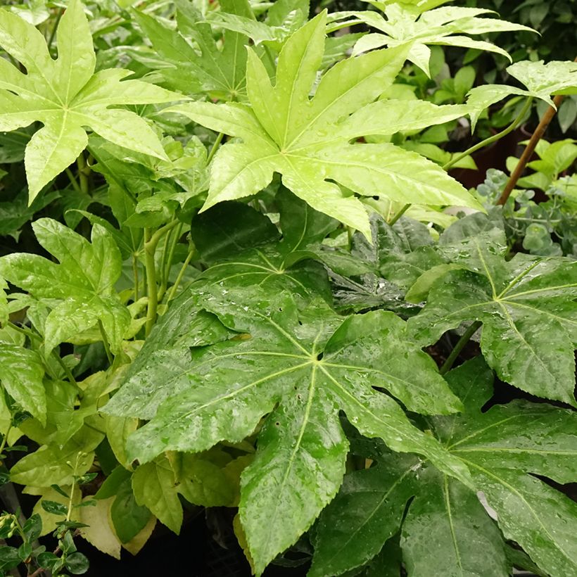 Fatsia japonica (Follaje)