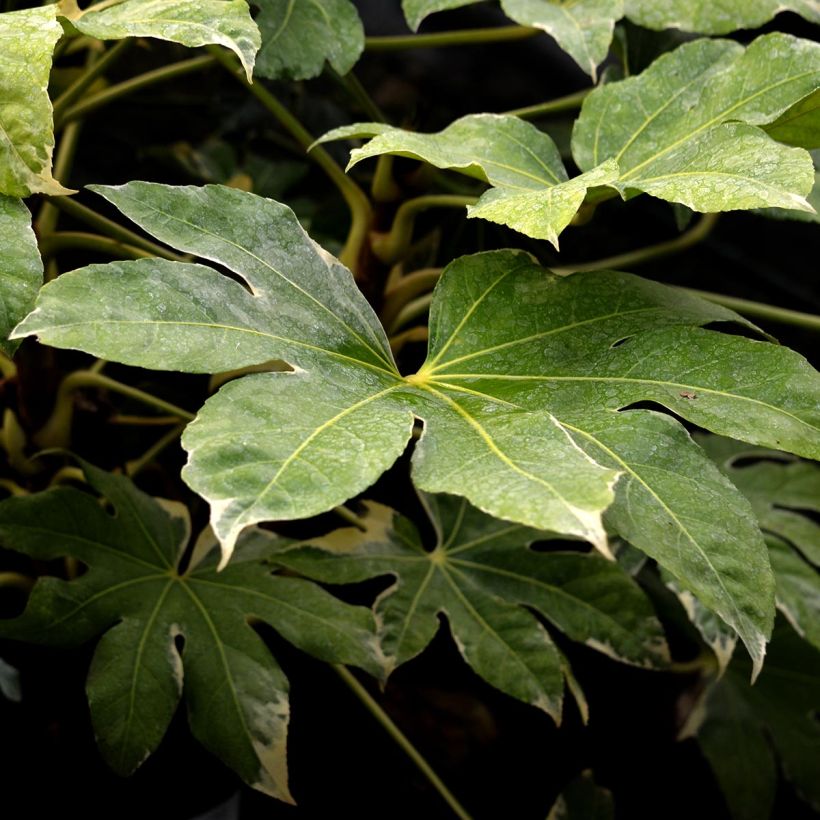 Fatsia japonica Variegata (Follaje)