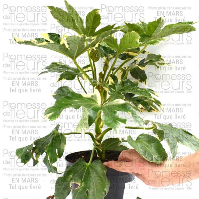 Ejemplo de ejemplar de Fatsia japonica Variegata Maceta 3L/4LAltura de entrega aprox. 30cm tal y como se entrega