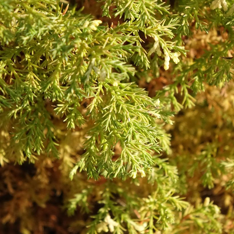 Chamaecyparis obtusa Snowflake - Ciprés hinoki (Follaje)