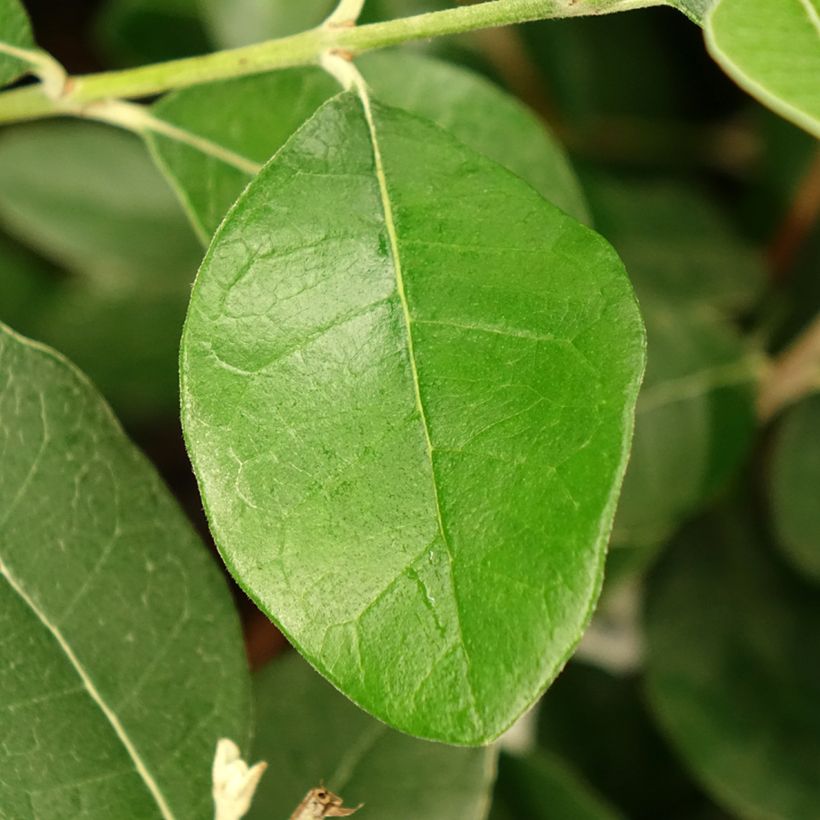 Feijoa Apollo - Feijoa sellowiana (Follaje)