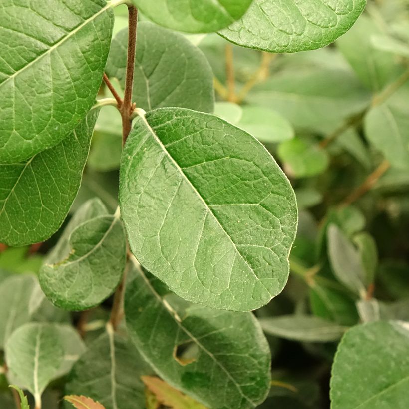 Feijoa Triumph - Feijoa sellowiana (Follaje)