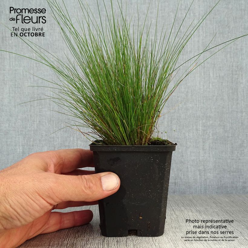 Ejemplar de Festuca amethystina - Fétuque améthyste en godet de 9 cm entregado en otoño