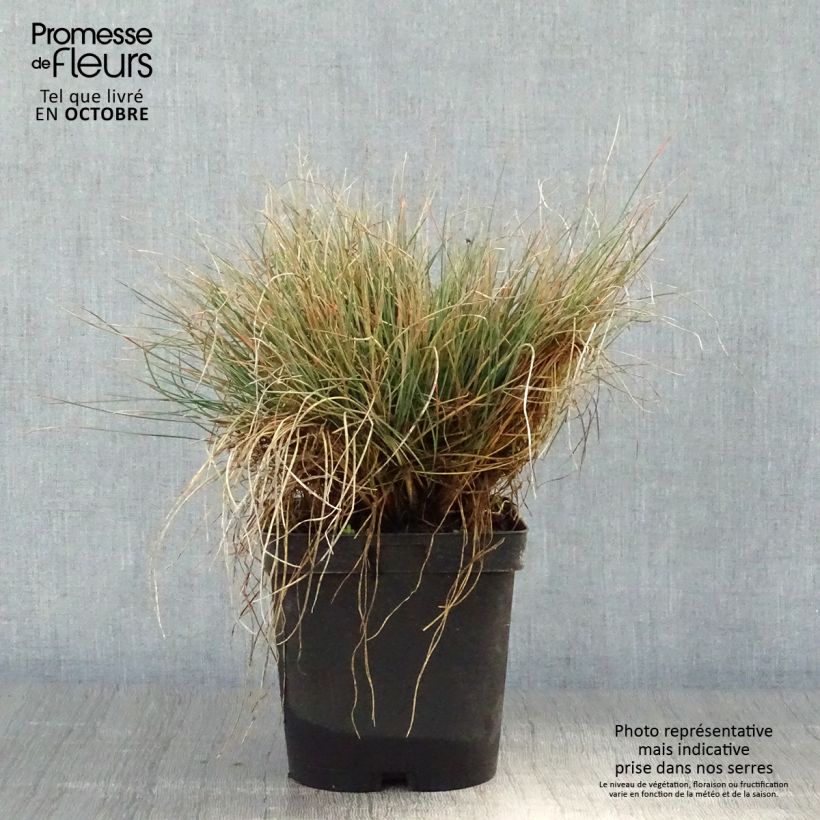 Ejemplar de Festuca amethystina - Fétuque améthyste en pot de 2/3L entregado en otoño