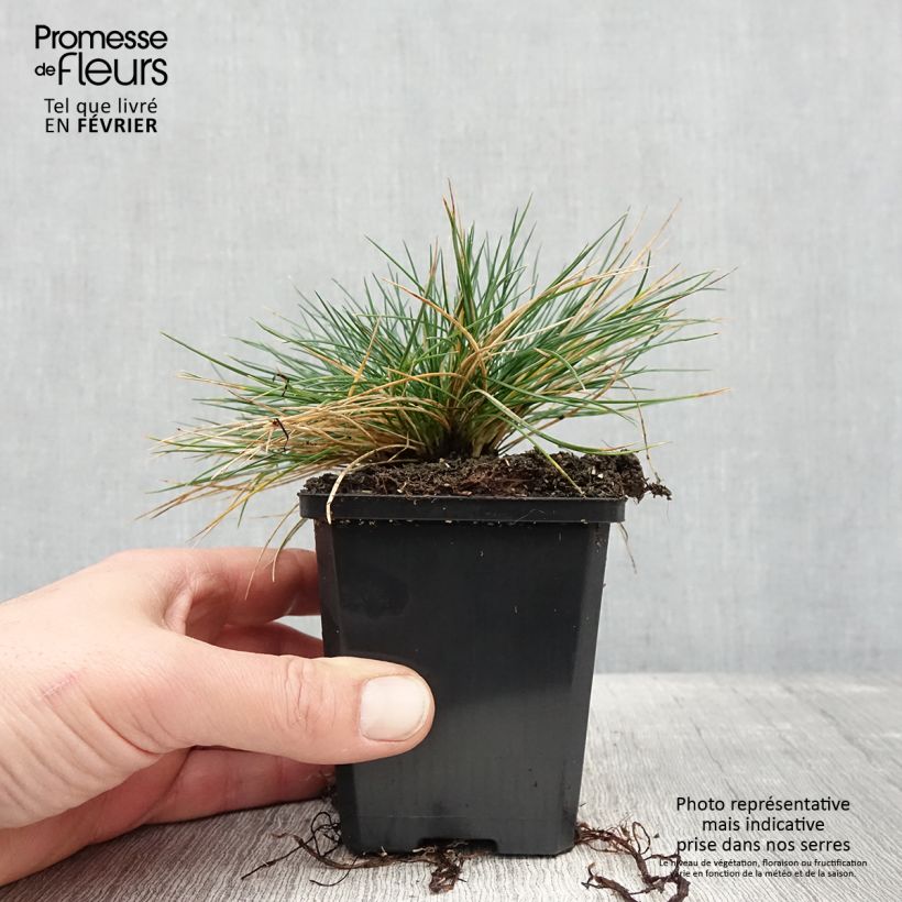 Festuca Intense Blue - Fétuque bleue - godet de 8/9cm Ejemplar entregado en invierno