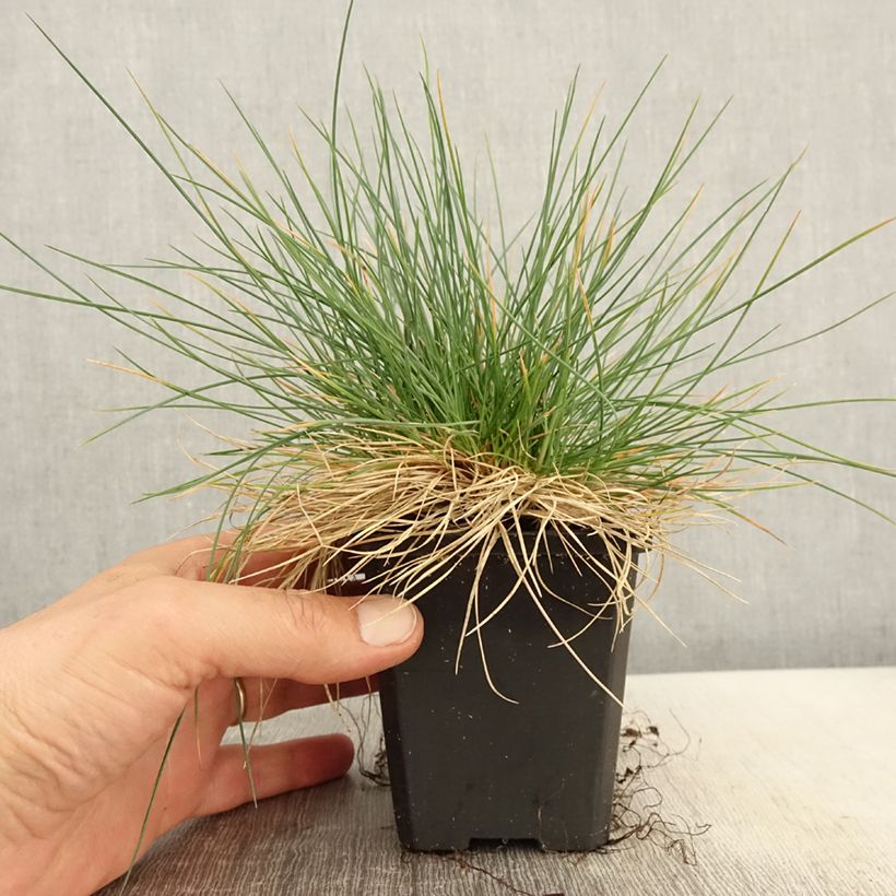 Festuca azul Intense Blue - Festuca azul Maceta de 8/9 cm Ejemplar entregado en la primavera