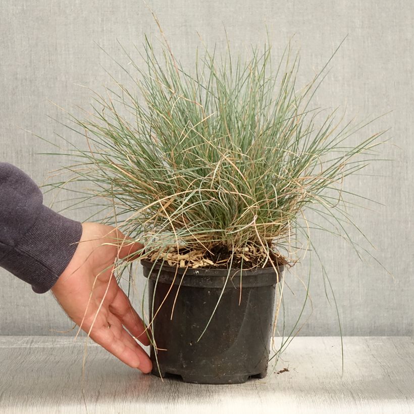 Ejemplar de Festuca Intense Blue - Fétuque bleue Pot de 2L/3L entregado en otoño