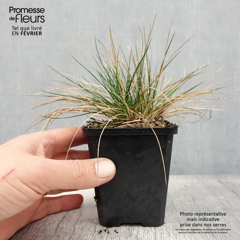 Festuca Sunrise - Fétuque Godet de 8/9 cm Ejemplar entregado en invierno