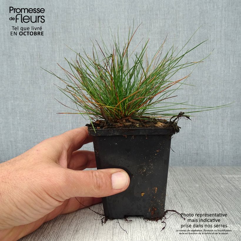 Ejemplar de Fétuque bleue - Festuca glauca en godet de 9cm entregado en otoño