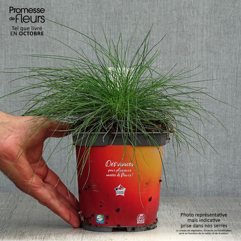 Ejemplar de Fétuque bleue - Festuca glauca en pot de 3L entregado en otoño