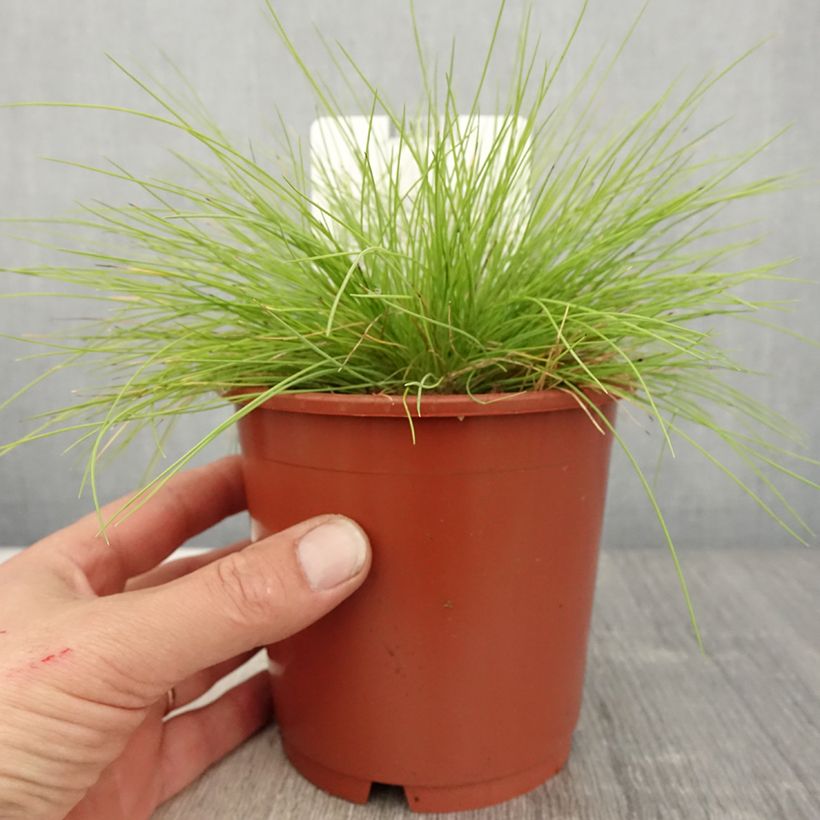 Fetuque, Festuca glauca Golden Toupee en pot de 1L/1.5L Ejemplar entregado en la primavera