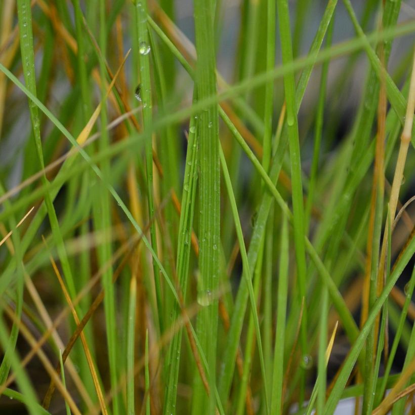 Festuca mairei (Follaje)