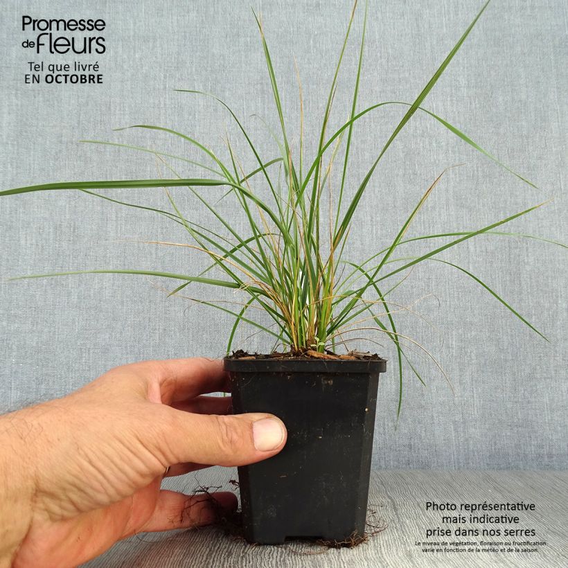 Ejemplar de Fétuque - Festuca mairei en godet de 9 cm entregado en otoño