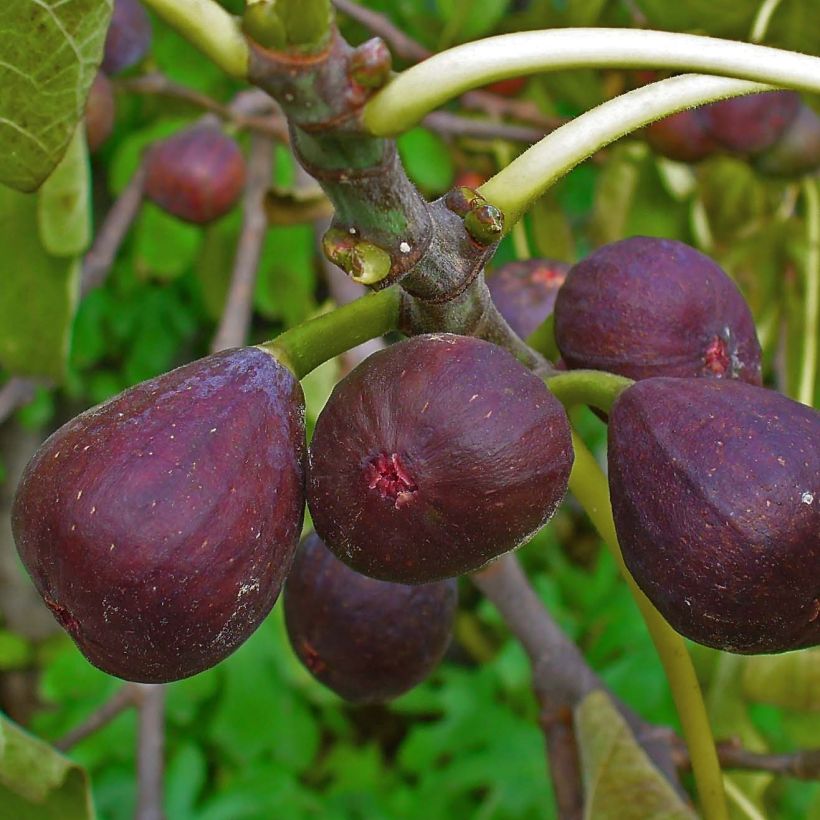 Higuera Sultane (Cosecha)