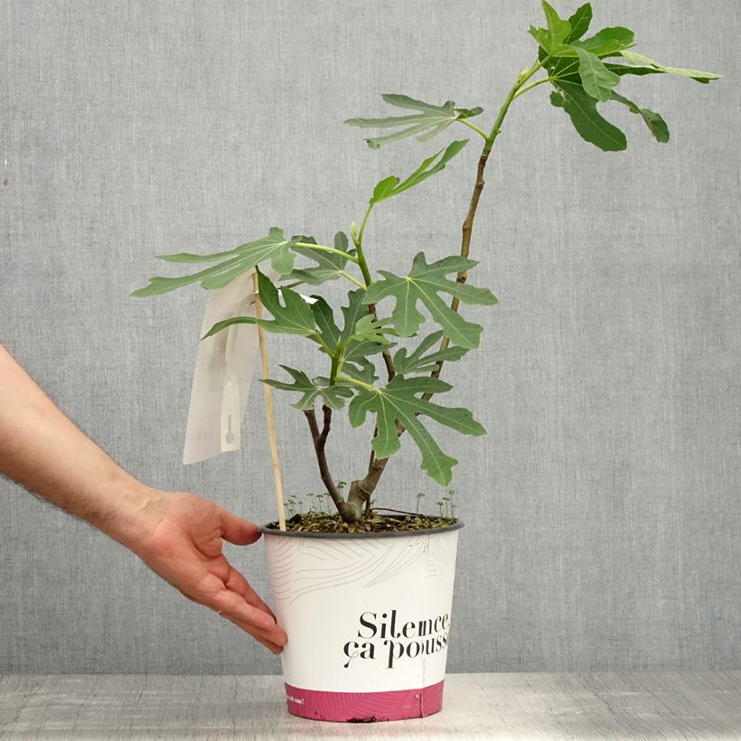 Figuier Bornholm's Diamant - Ficus carica - Pot de 4L/5L - 1009 Ejemplar entregado en la primavera