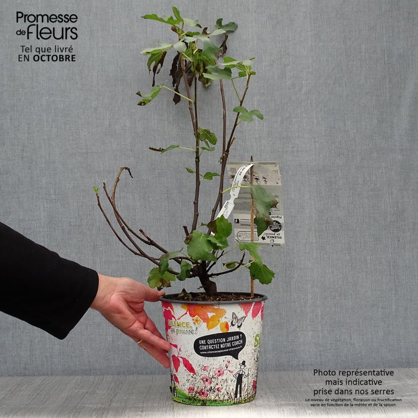 Ejemplar de Figuier - Ficus carica Osborn's Prolific en pot de 4l/5l entregado en otoño