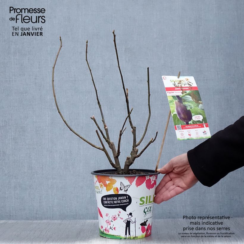 Figuier - Ficus carica Osborn's Prolific en pot de 4l/5l Ejemplar entregado en invierno