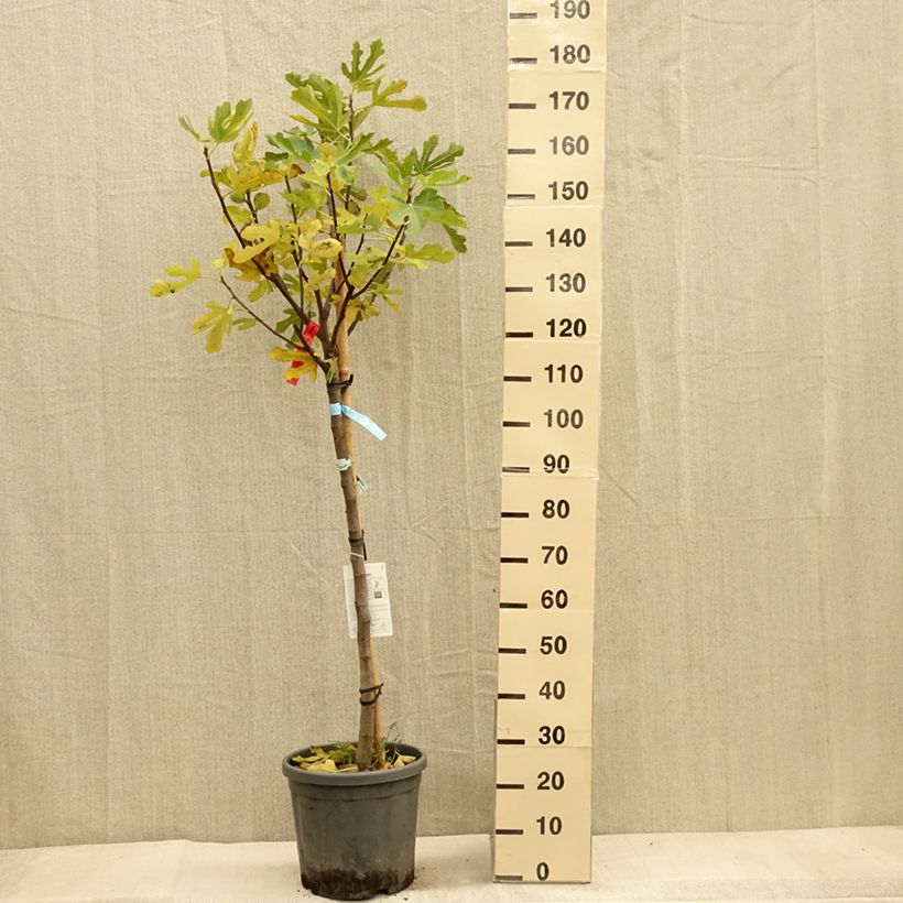 Ejemplar de Figuier - Ficus carica Ronde De Bordeaux Demi-tige en pot de 18l/20l entregado en otoño