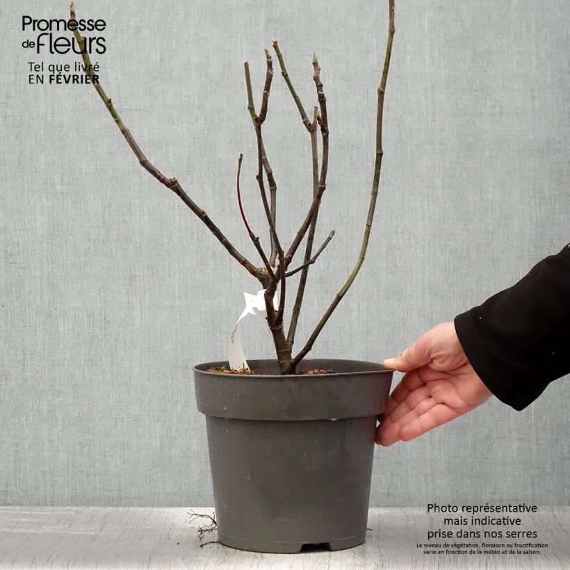 Figuier Firoma - Ficus carica Pot de 2L Ejemplar entregado en invierno