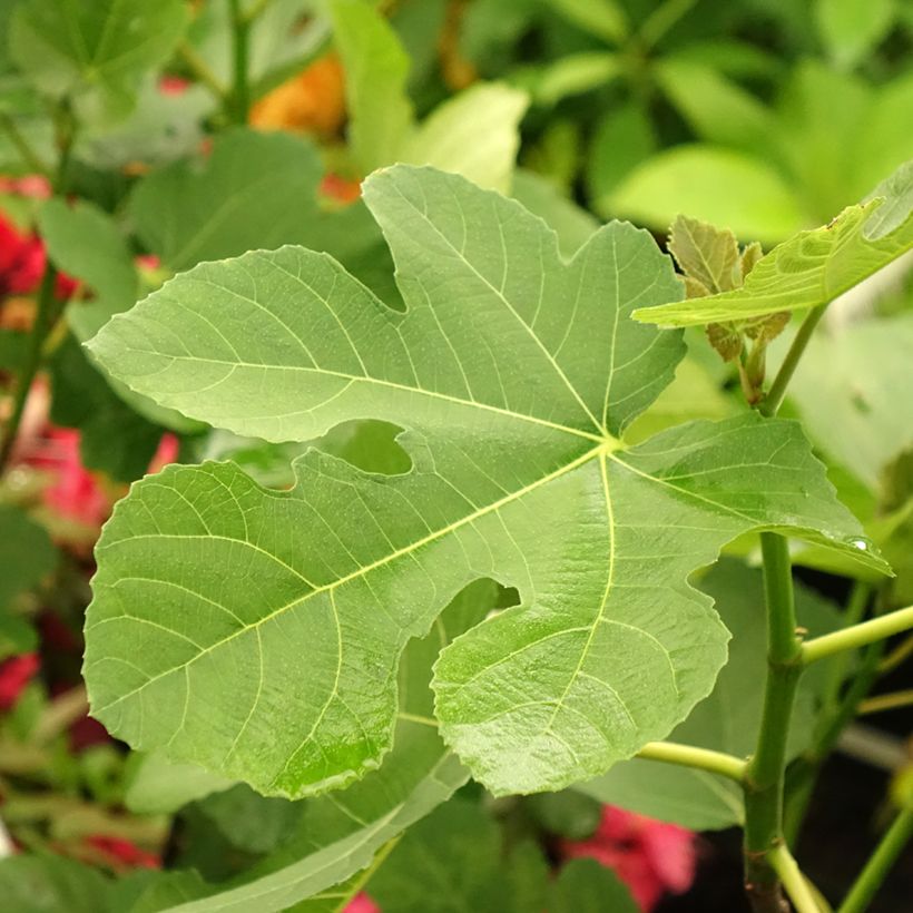 Higuera Madeleine des Deux saisons - Ficus carica (Follaje)