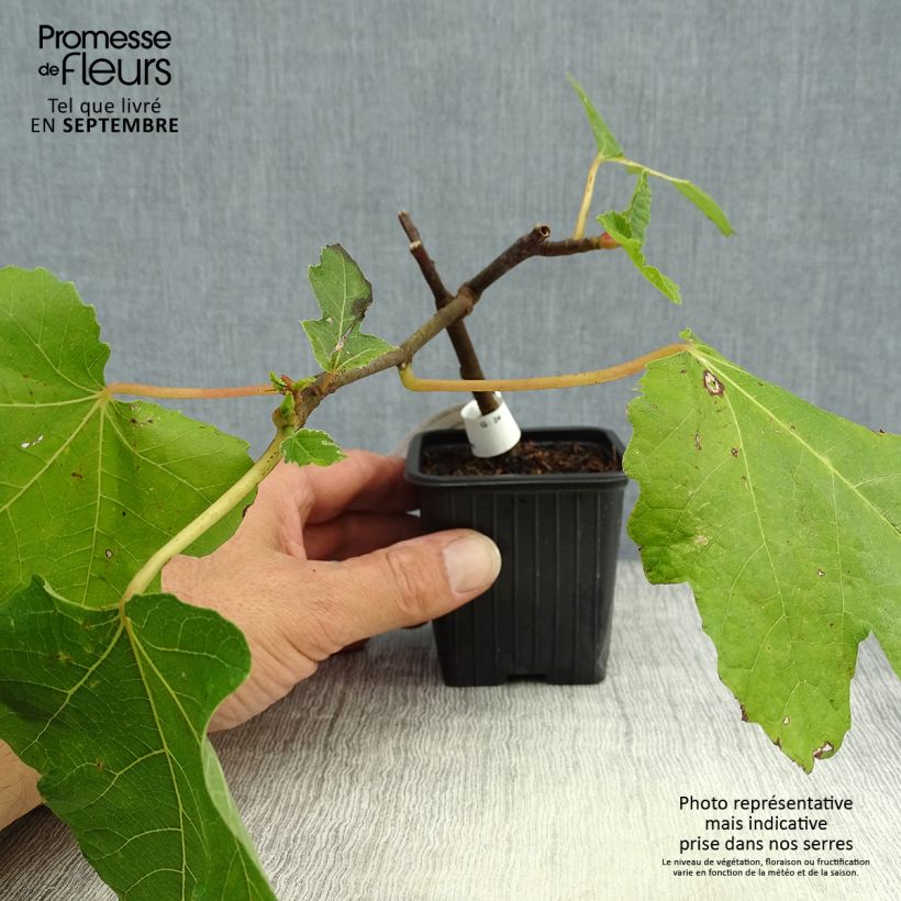 Ejemplar de Figuier Noire de Bellone - Ficus carica en godet de 9cm entregado en otoño