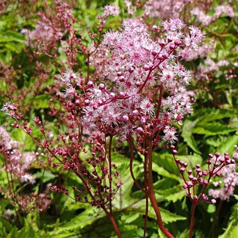 Filipendula Red Umbrellas (Floración)